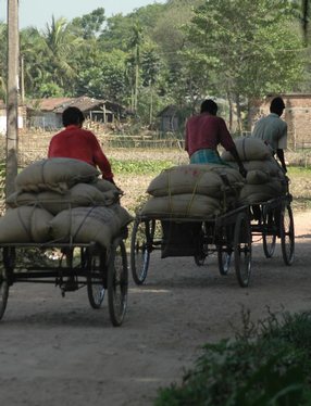 carrying rice